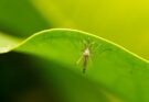 Moskitiery sposobem na uniknięcie owadów w domu